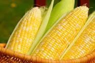 Basket of Corn